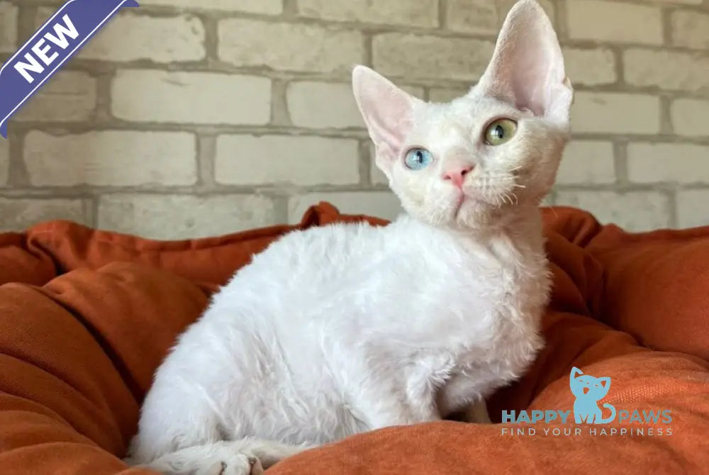 Arahis Devon Rex male white live animals