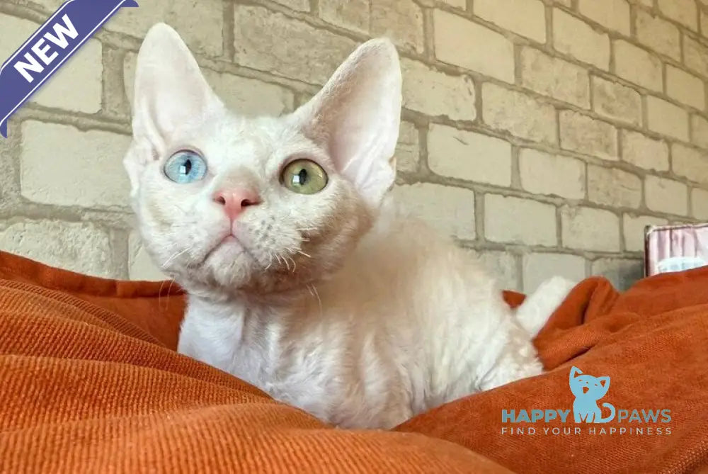 Arahis Devon Rex male white live animals
