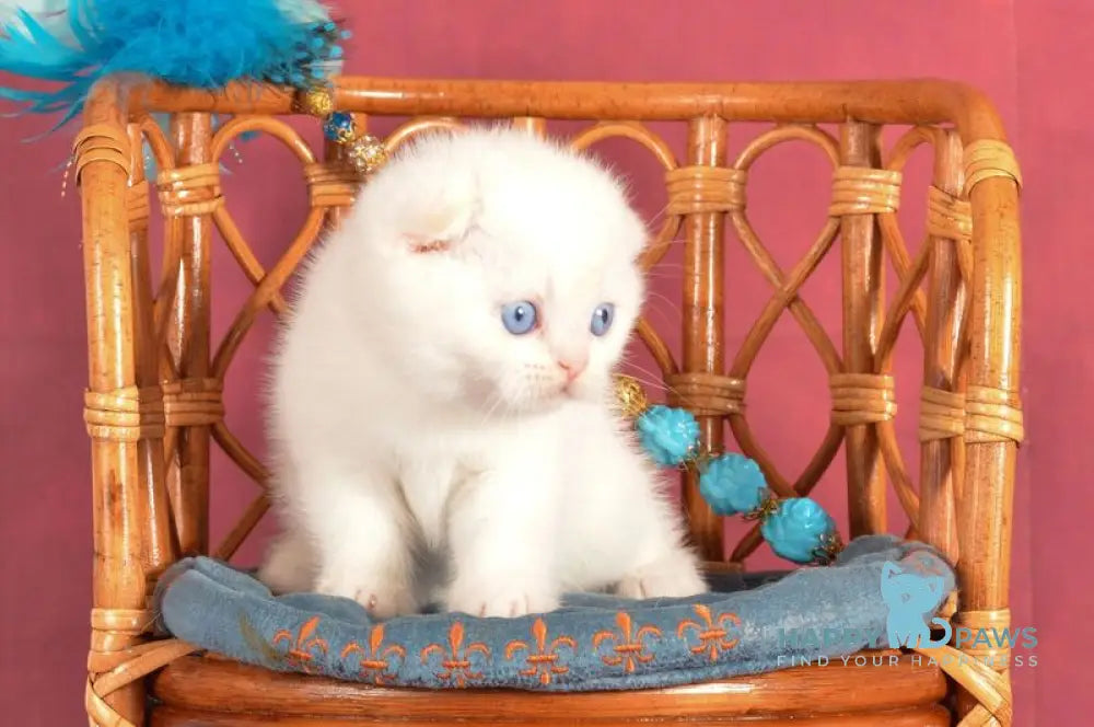 Arakhis Scottish Fold male red golden shaded pointed live animals