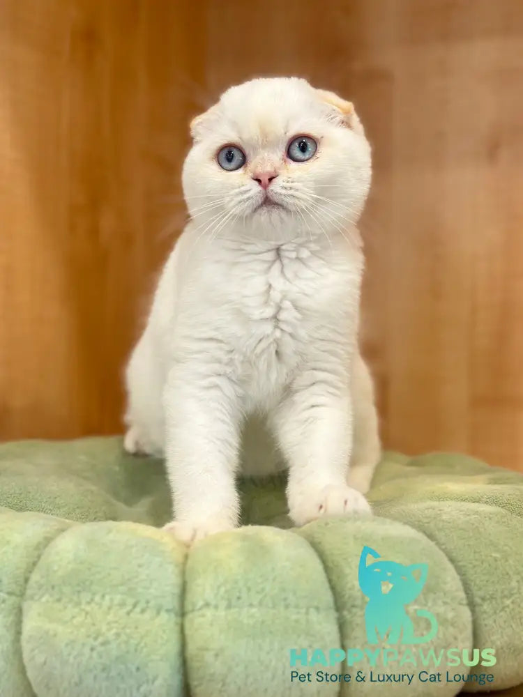 Arakhis Scottish Fold male red golden shaded pointed live animals