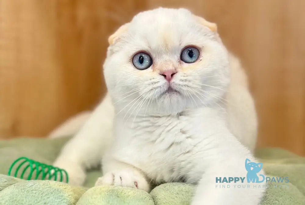 Arakhis Scottish Fold male red golden shaded pointed live animals