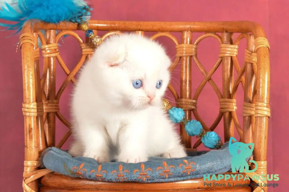 Arakhis Scottish Fold male red golden shaded pointed live animals