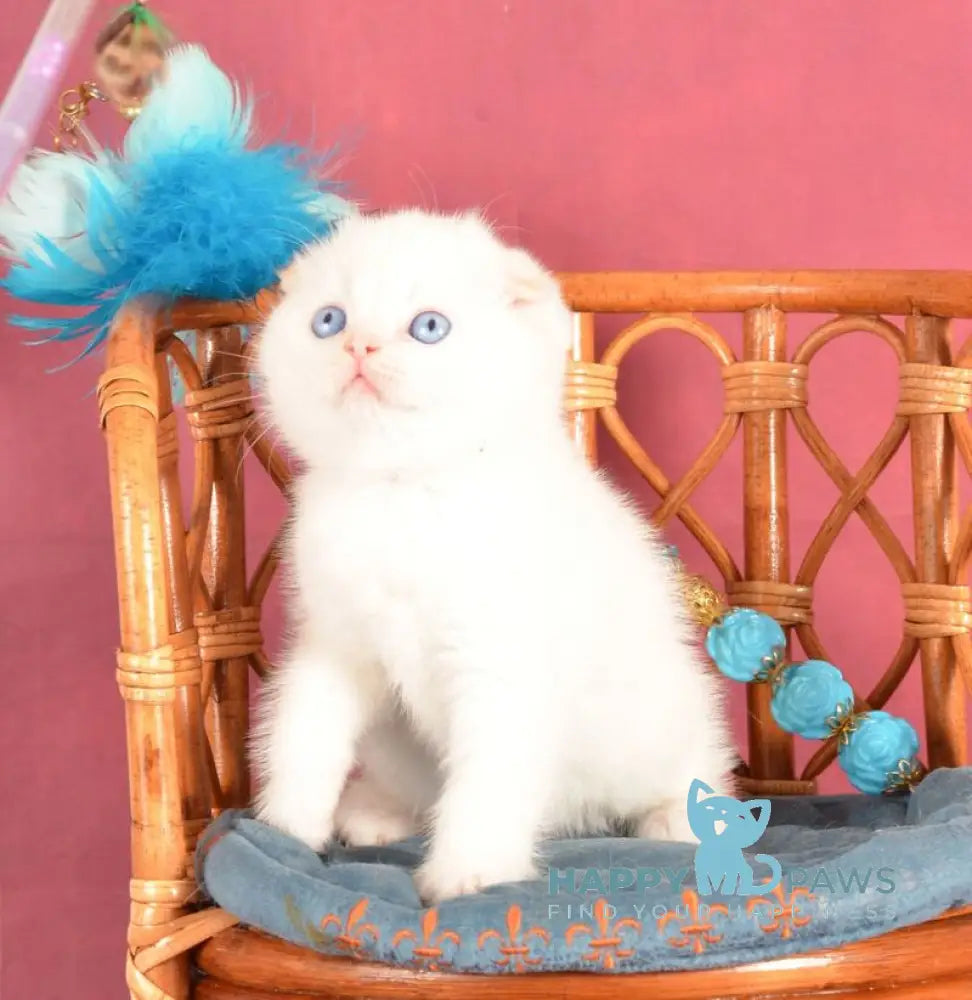 Arakhis Scottish Fold male red golden shaded pointed live animals