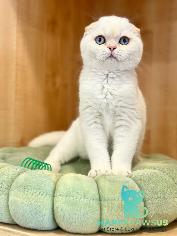 Arakhis Scottish Fold male red golden shaded pointed live animals
