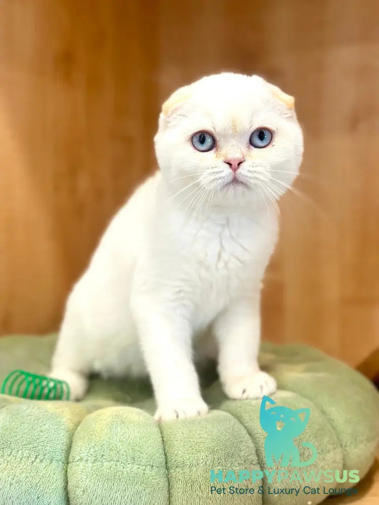 Arakhis Scottish Fold male red golden shaded pointed live animals