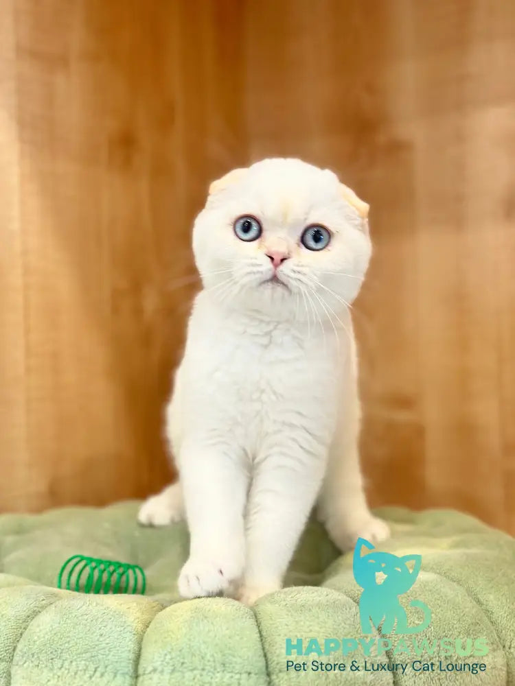 Arakhis Scottish Fold male red golden shaded pointed live animals