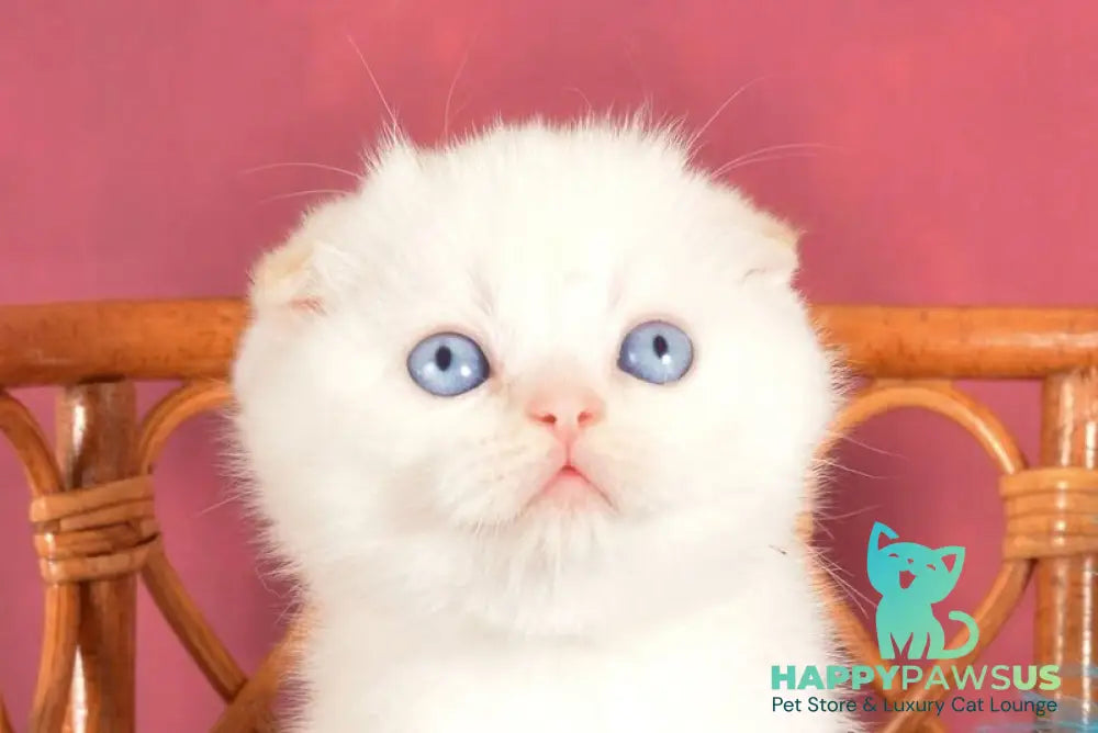 Arakhis Scottish Fold male red golden shaded pointed live animals