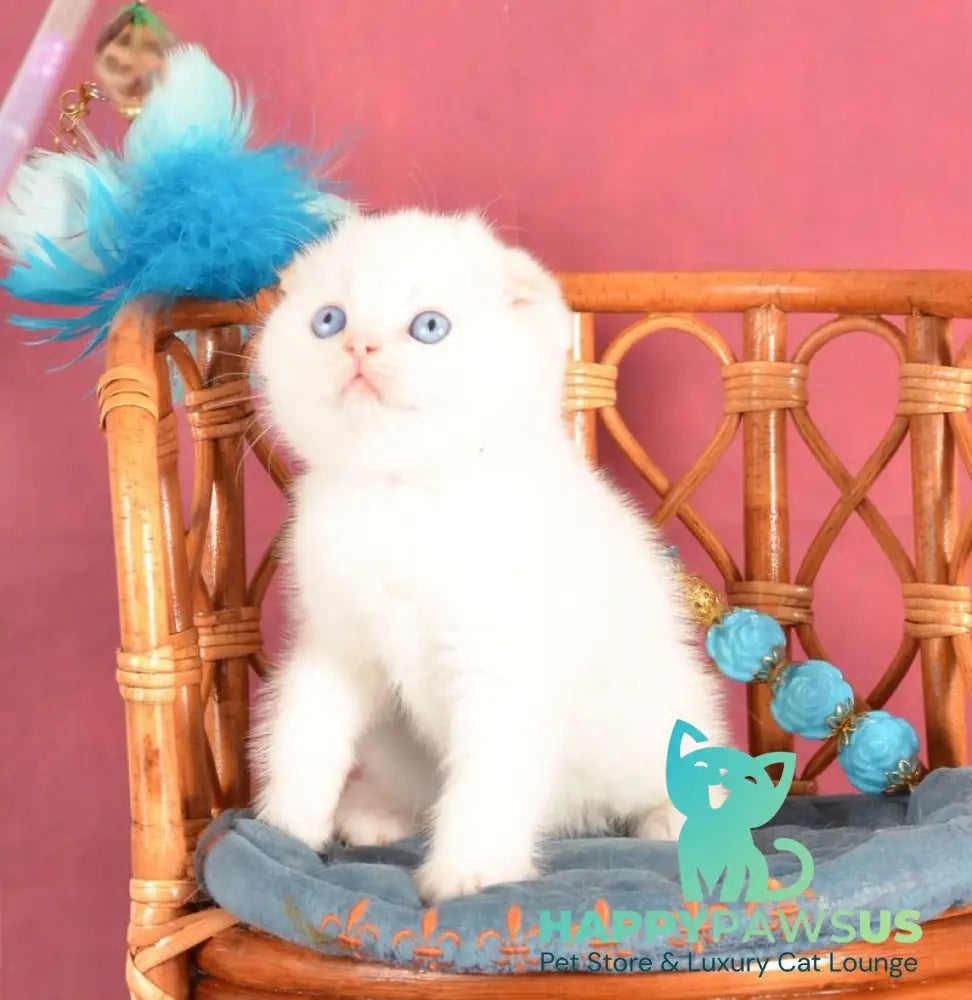 Arakhis Scottish Fold male red golden shaded pointed live animals