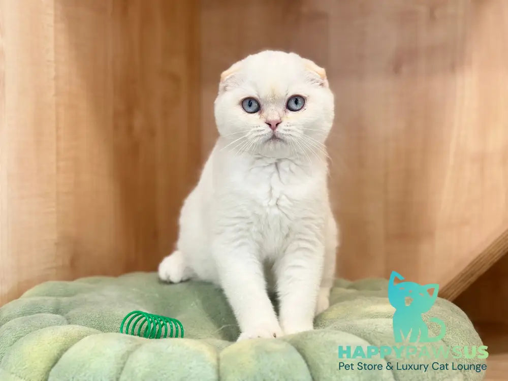 Arakhis Scottish Fold male red golden shaded pointed live animals