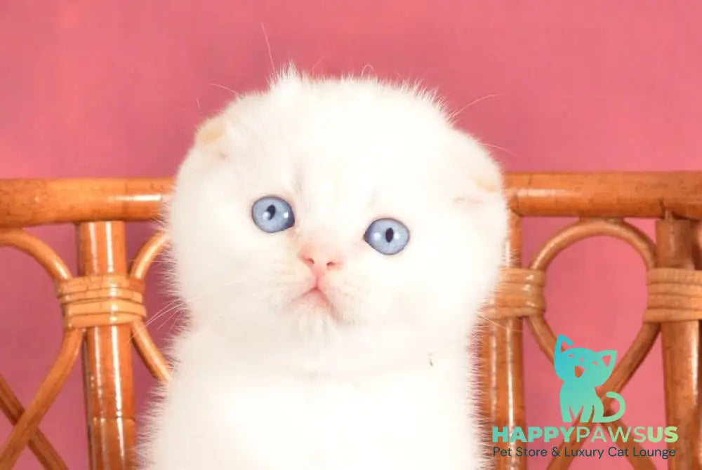 Arakhis Scottish Fold male red golden shaded pointed live animals