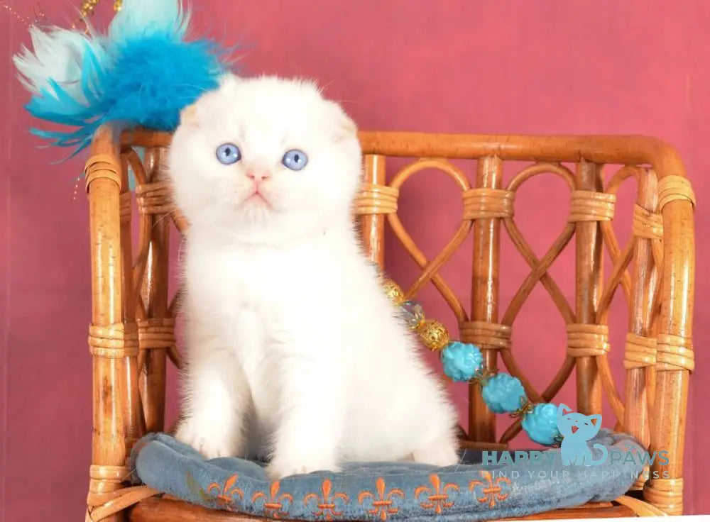 Arakhis Scottish Fold male red golden shaded pointed live animals