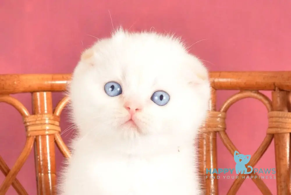 Arakhis Scottish Fold male red golden shaded pointed live animals