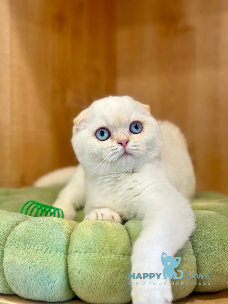 Arakhis Scottish Fold male red golden shaded pointed live animals