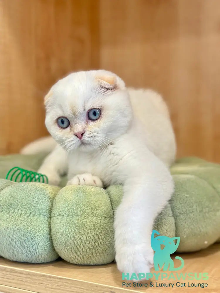 Arakhis Scottish Fold male red golden shaded pointed live animals