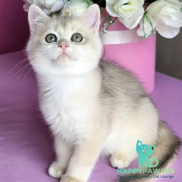 Aramis British Shorthair male blue golden chinchilla - live animals