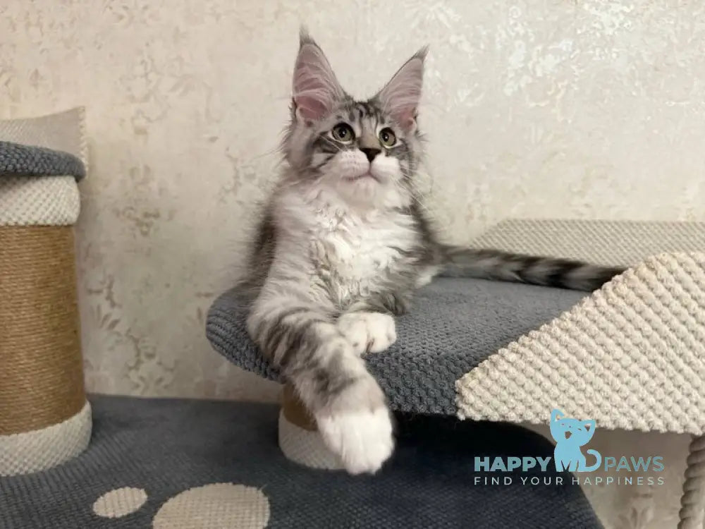 Aramis Maine Coon male black silver tabby live animals