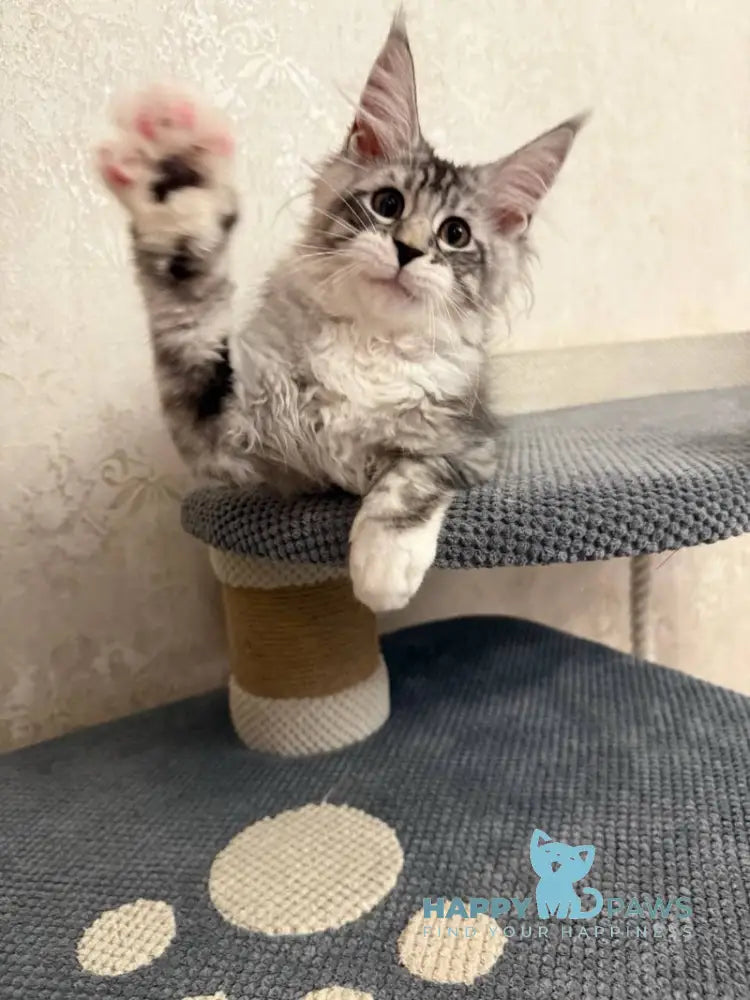 Aramis Maine Coon male black silver tabby live animals