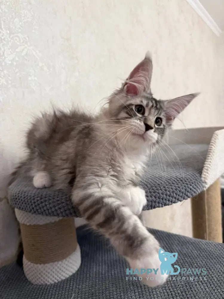 Aramis Maine Coon male black silver tabby live animals