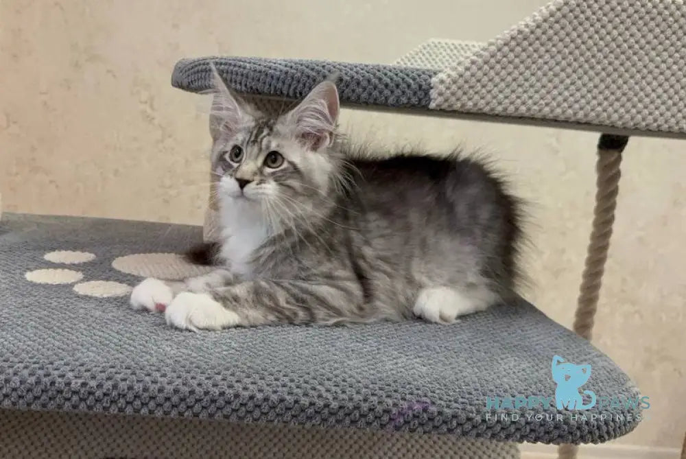 Aramis Maine Coon male black silver tabby live animals