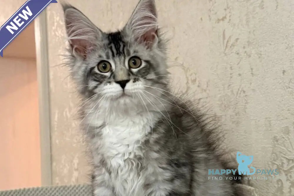 Aramis Maine Coon male black silver tabby live animals