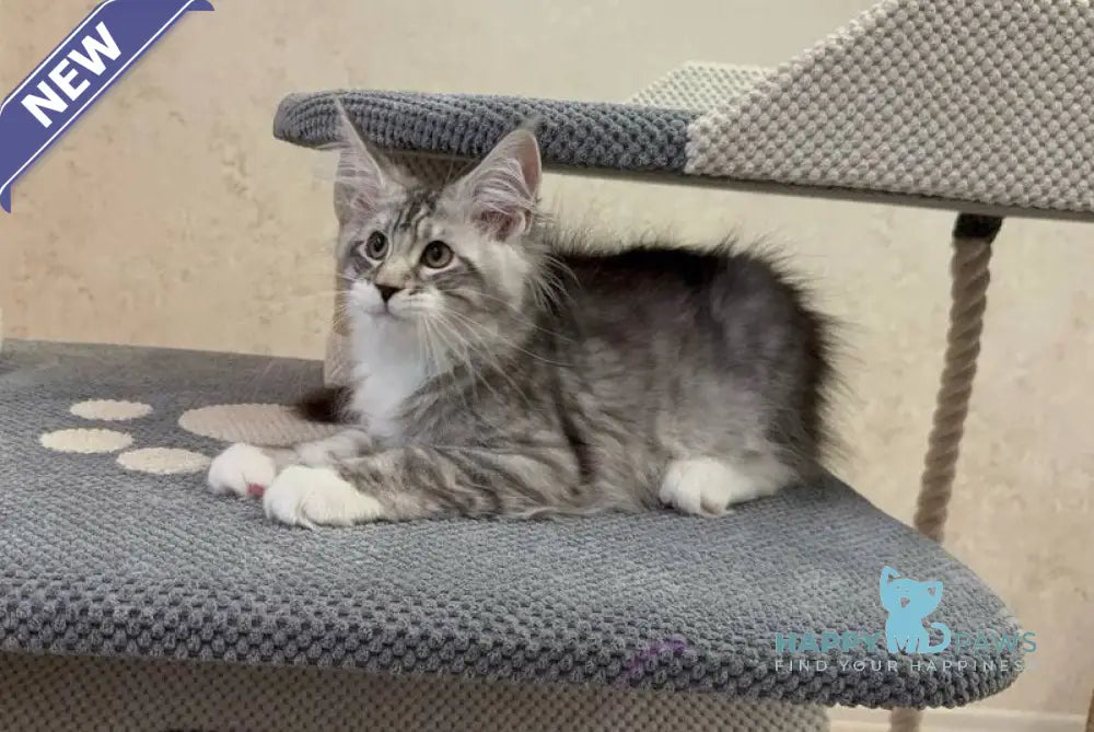 Aramis Maine Coon male black silver tabby live animals