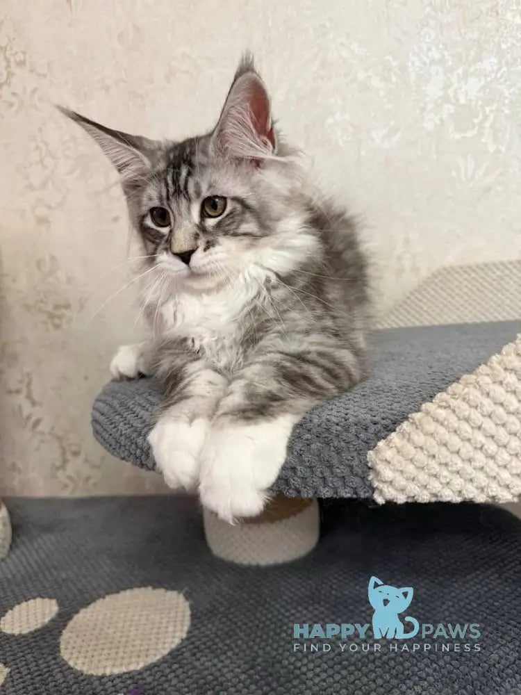 Aramis Maine Coon male black silver tabby live animals