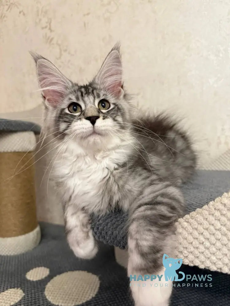 Aramis Maine Coon male black silver tabby live animals