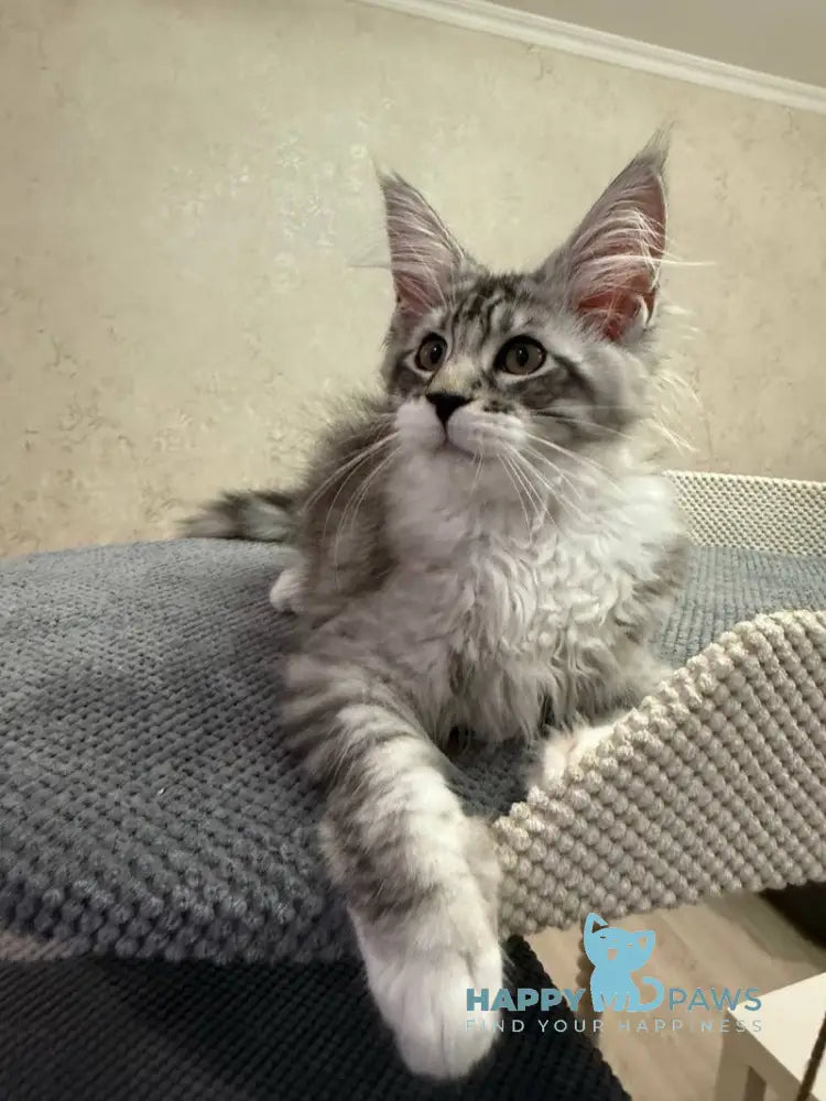 Aramis Maine Coon male black silver tabby live animals