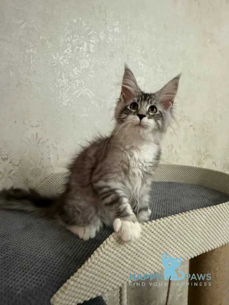 Aramis Maine Coon male black silver tabby live animals
