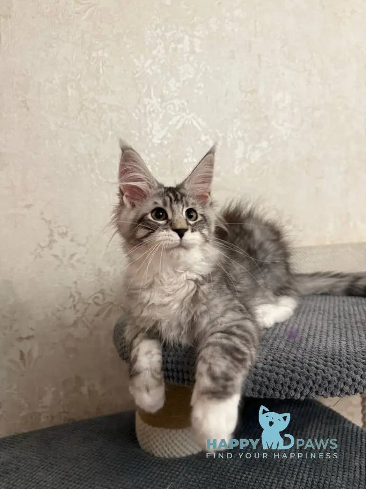 Aramis Maine Coon male black silver tabby live animals