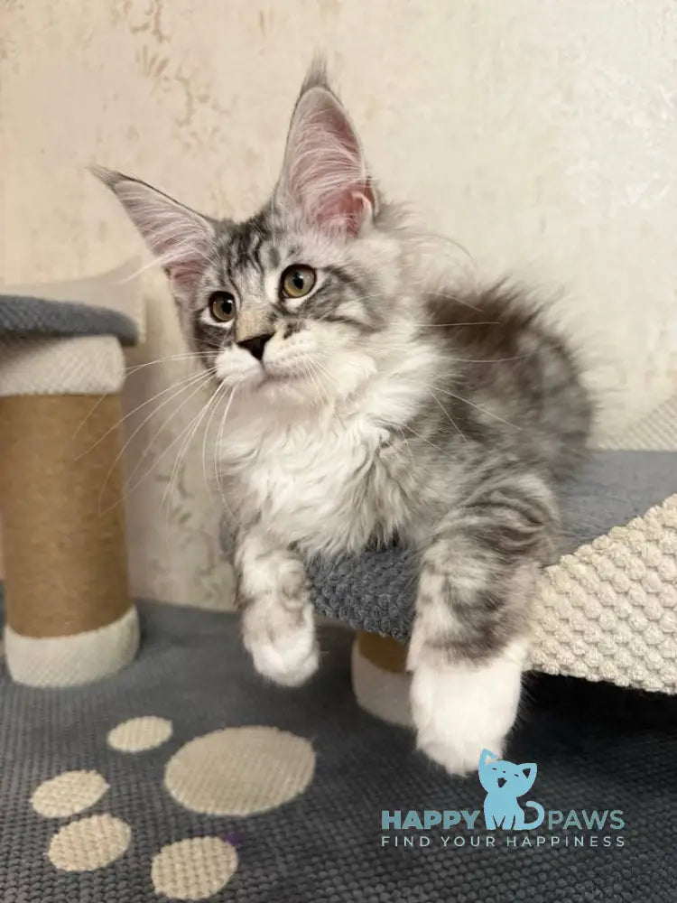 Aramis Maine Coon male black silver tabby live animals