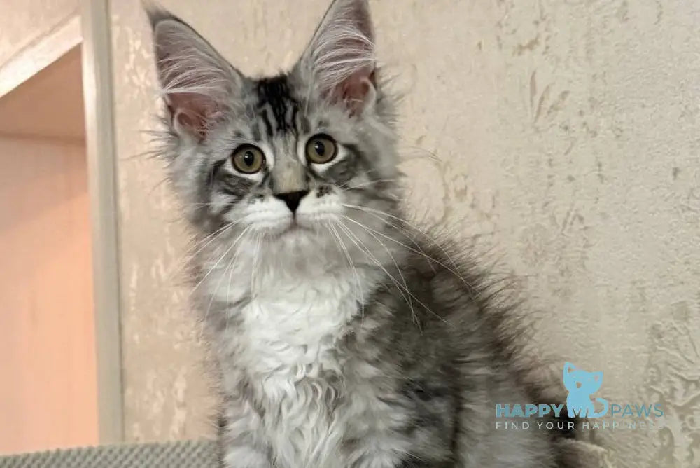 Aramis Maine Coon male black silver tabby live animals