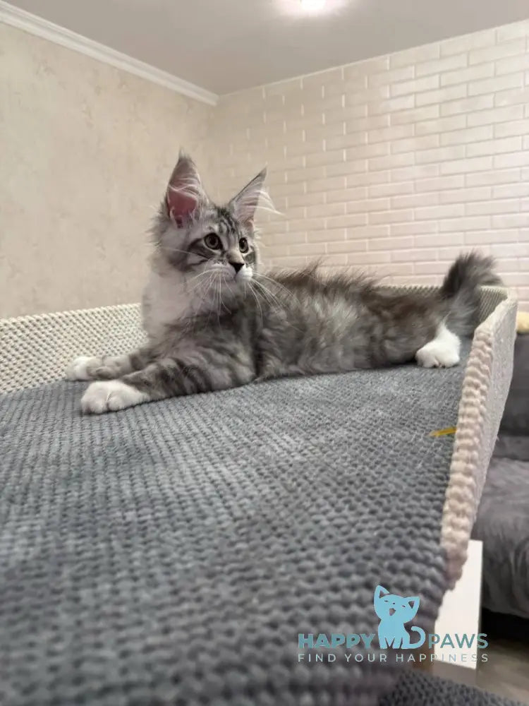 Aramis Maine Coon male black silver tabby live animals