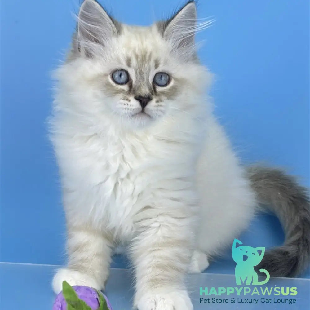 Aramis Siberian male black tabby pointed bicolour - live animals