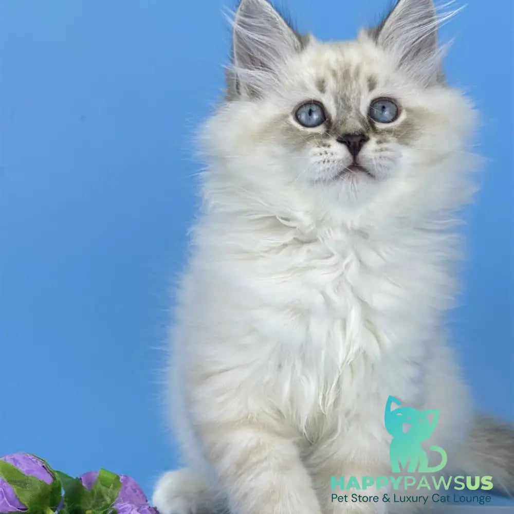 Aramis Siberian male black tabby pointed bicolour - live animals