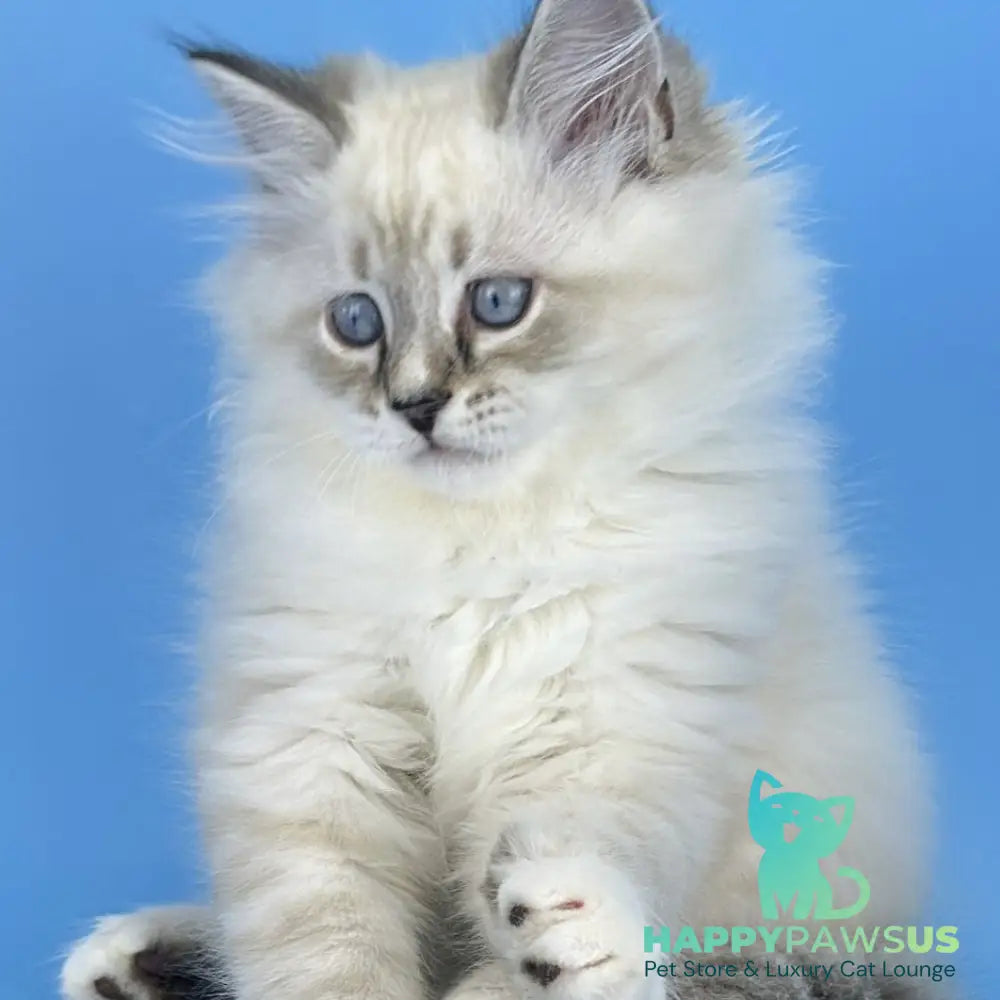 Aramis Siberian male black tabby pointed bicolour - live animals