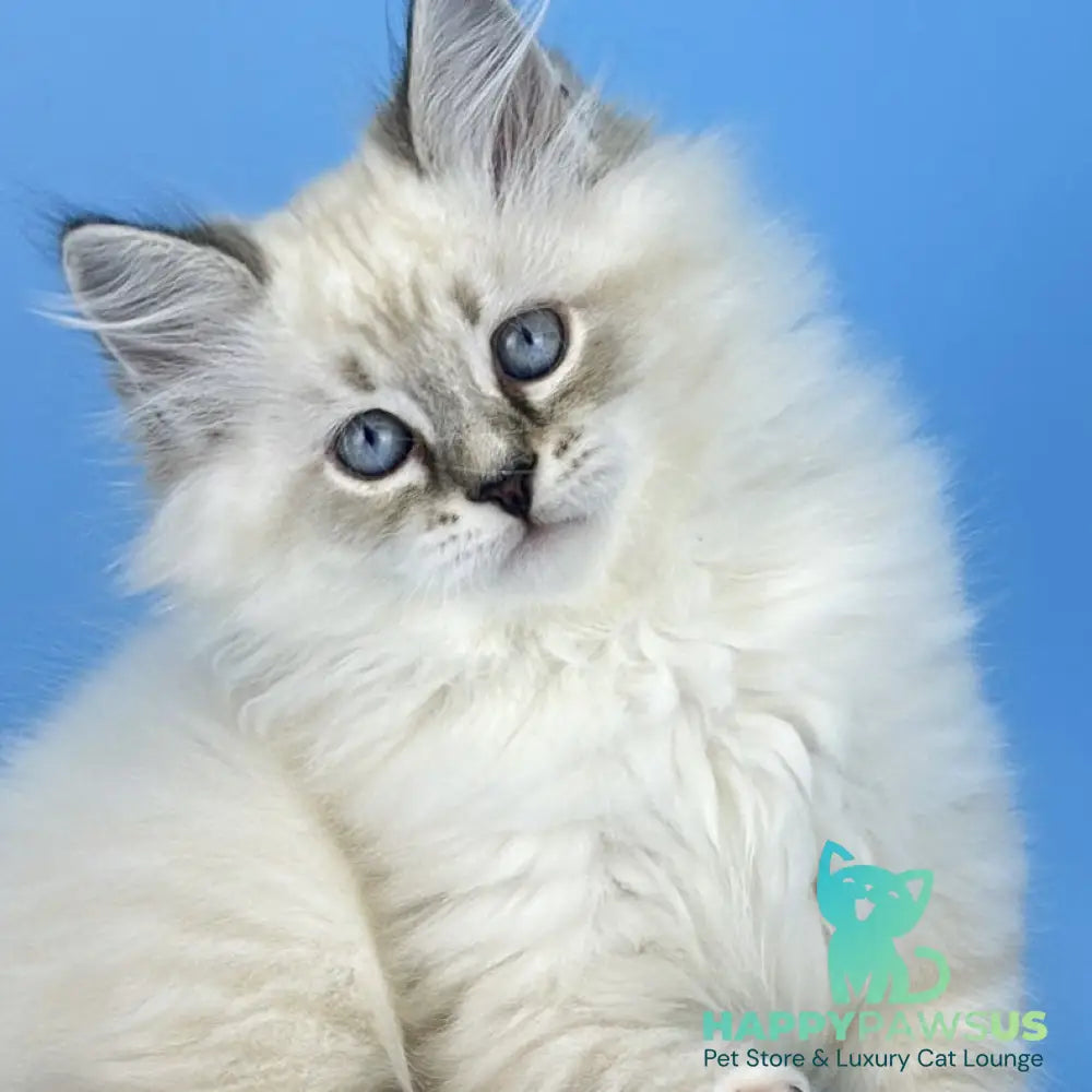 Aramis Siberian male black tabby pointed bicolour - live animals