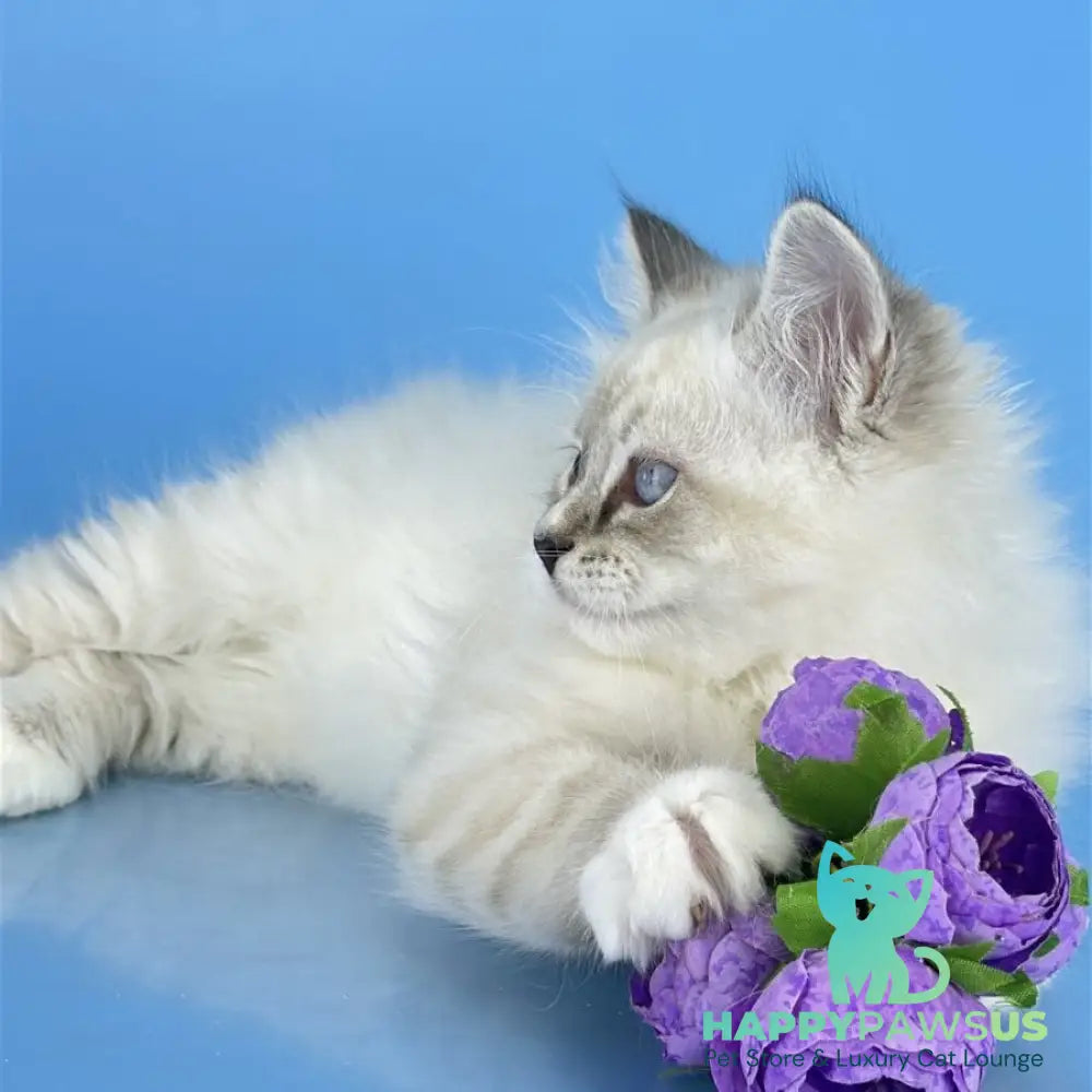 Aramis Siberian male black tabby pointed bicolour - live animals