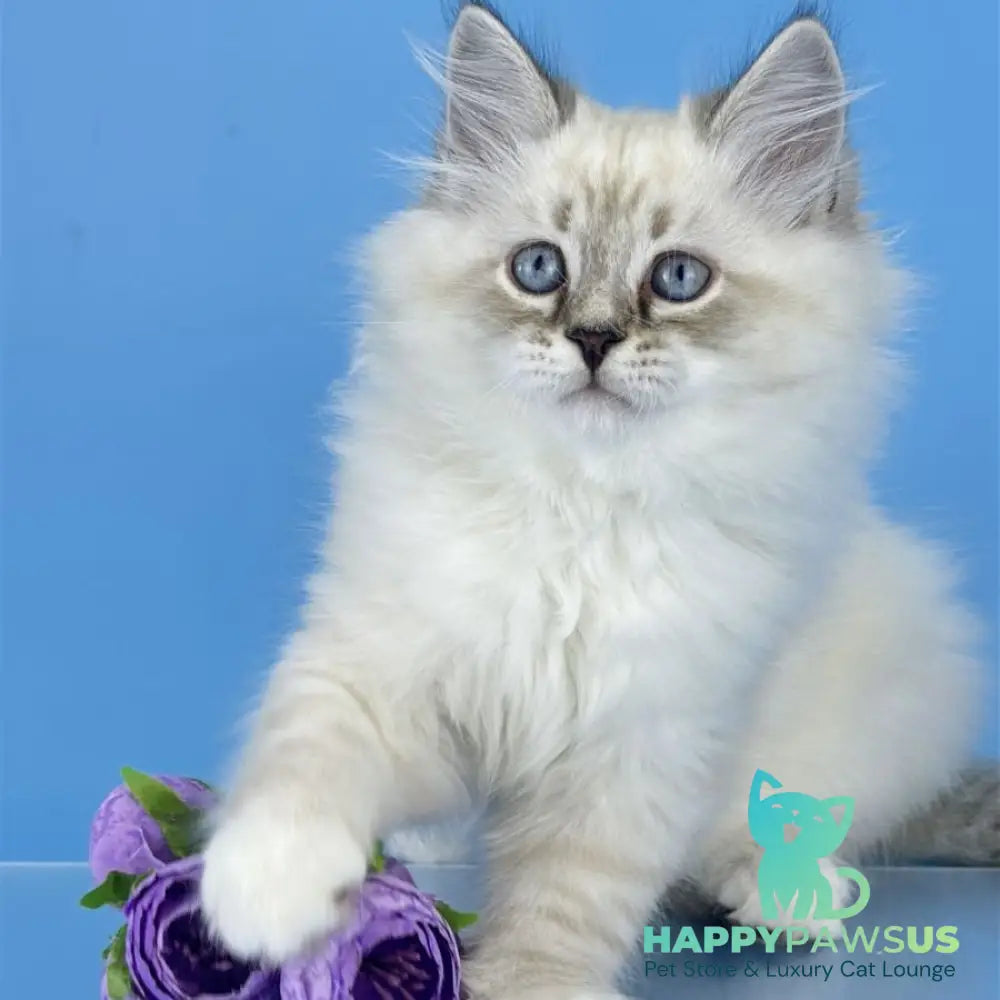Aramis Siberian male seal tabby pointed with white - live animals