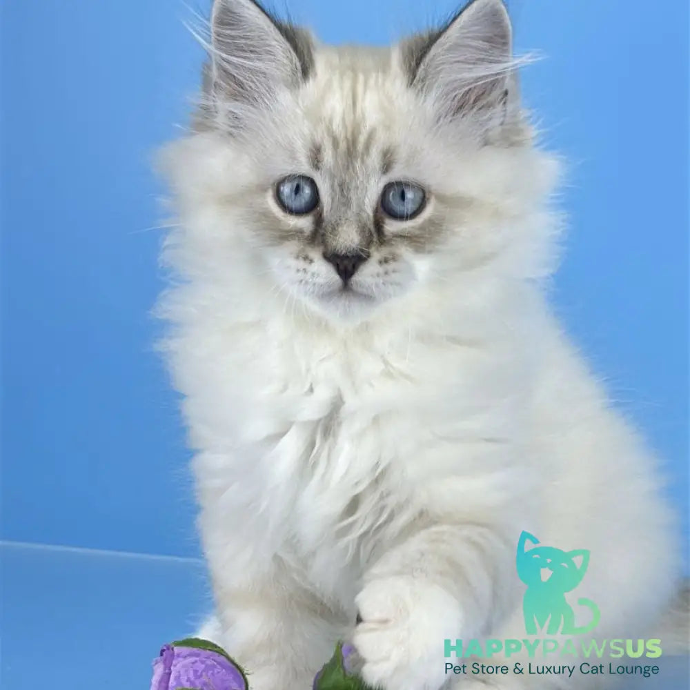 Aramis Siberian male seal tabby pointed with white - live animals