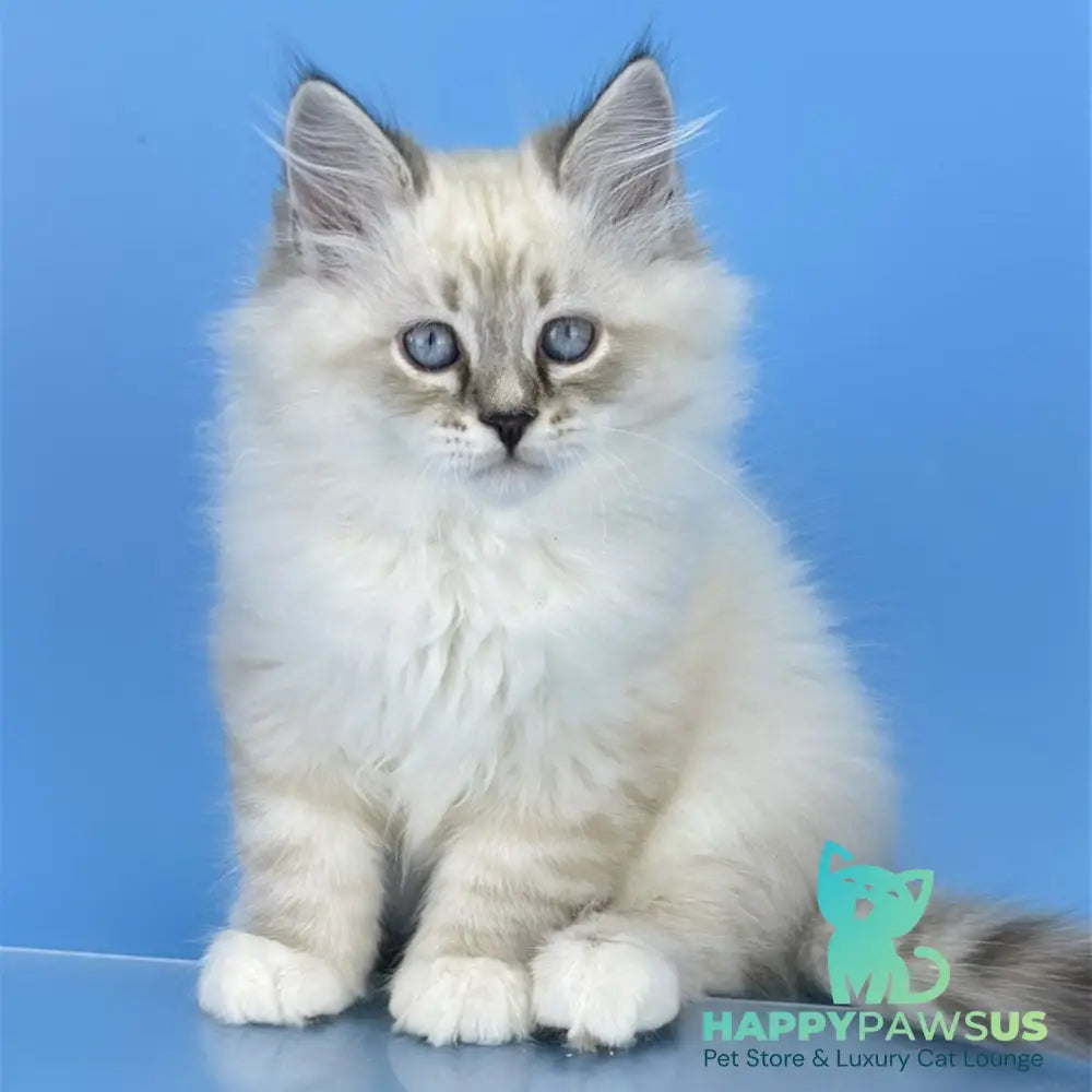 Aramis Siberian male seal tabby pointed with white - live animals