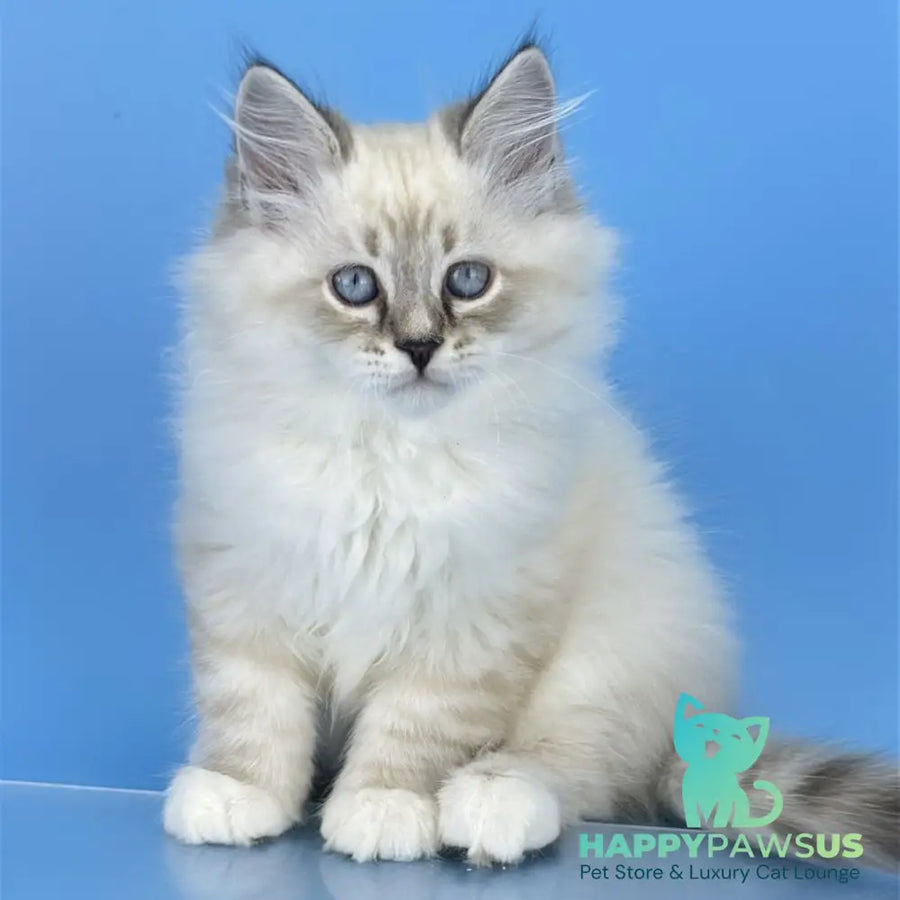 Aramis Siberian male seal tabby pointed with white - live animals