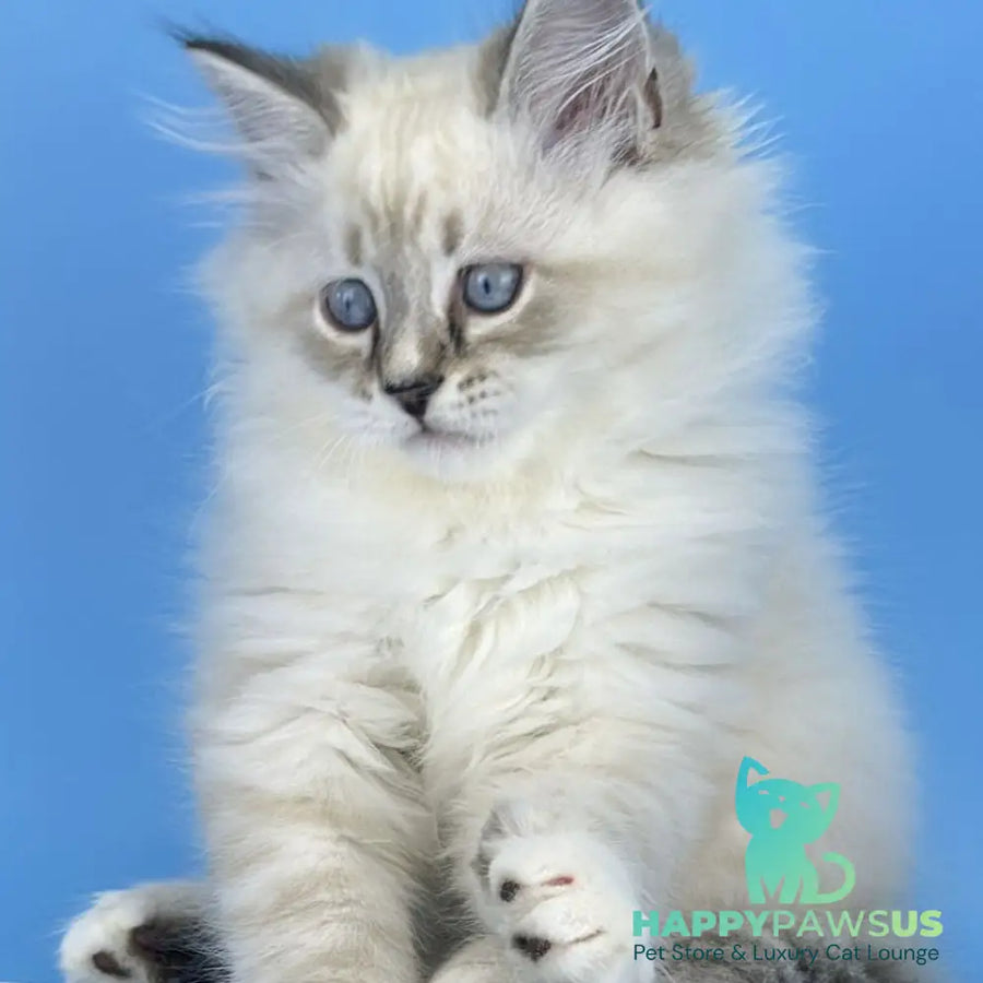Aramis Siberian male seal tabby pointed with white - live animals