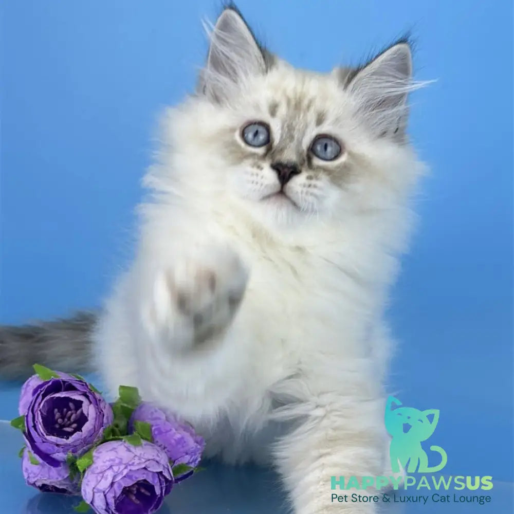 Aramis Siberian male seal tabby pointed with white - live animals