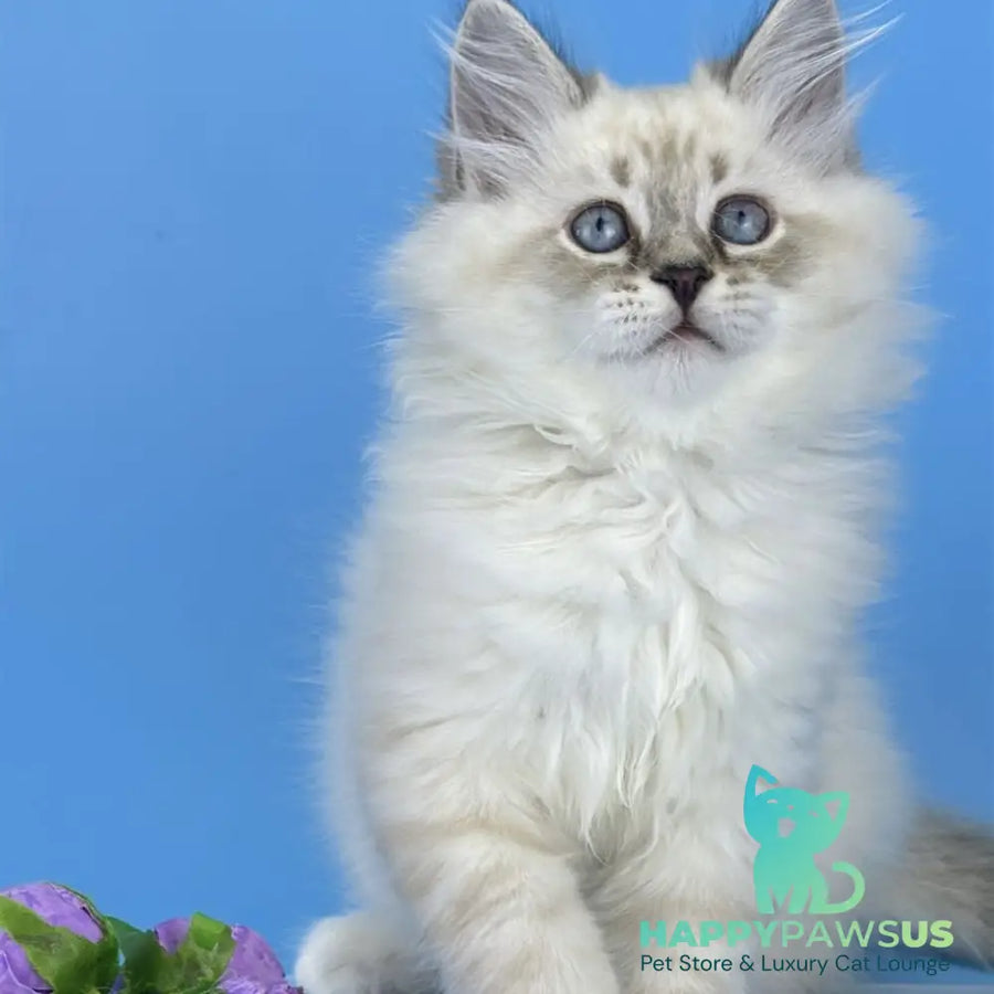 Aramis Siberian male seal tabby pointed with white - live animals