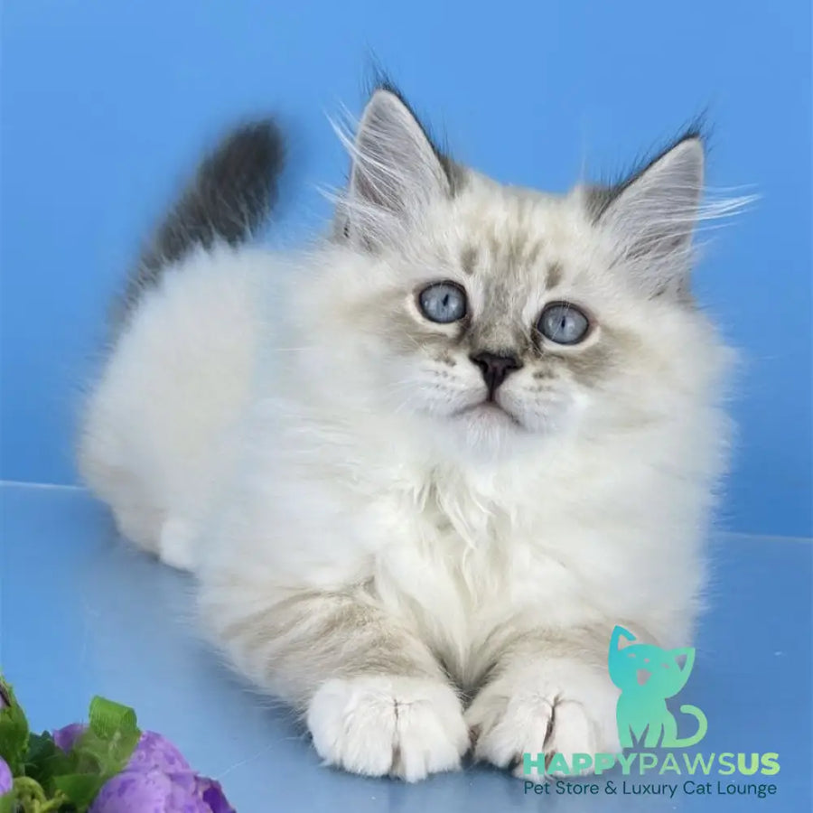 Aramis Siberian male seal tabby pointed with white - live animals