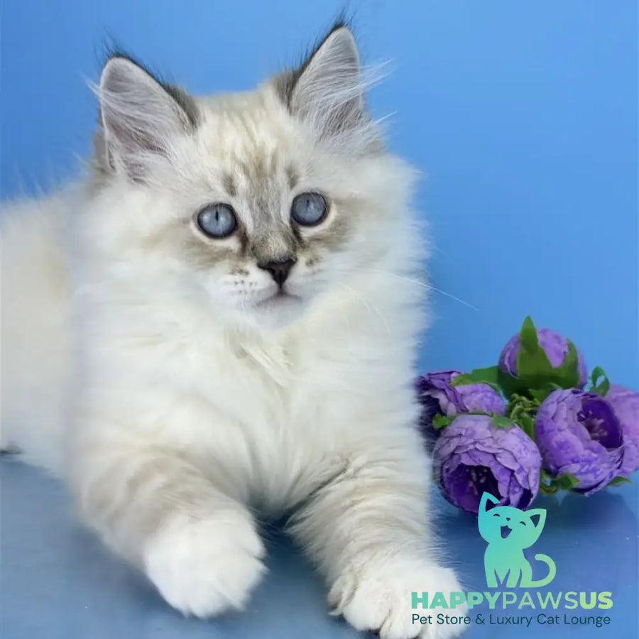 Aramis Siberian male seal tabby pointed with white - live animals