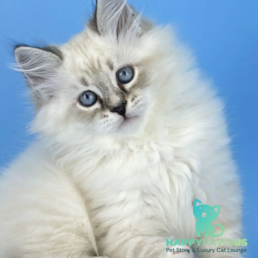 Aramis Siberian male seal tabby pointed with white - live animals