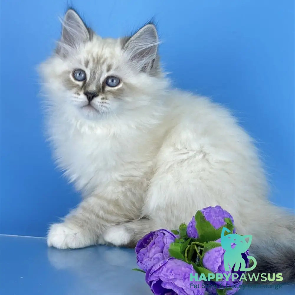Aramis Siberian male seal tabby pointed with white - live animals