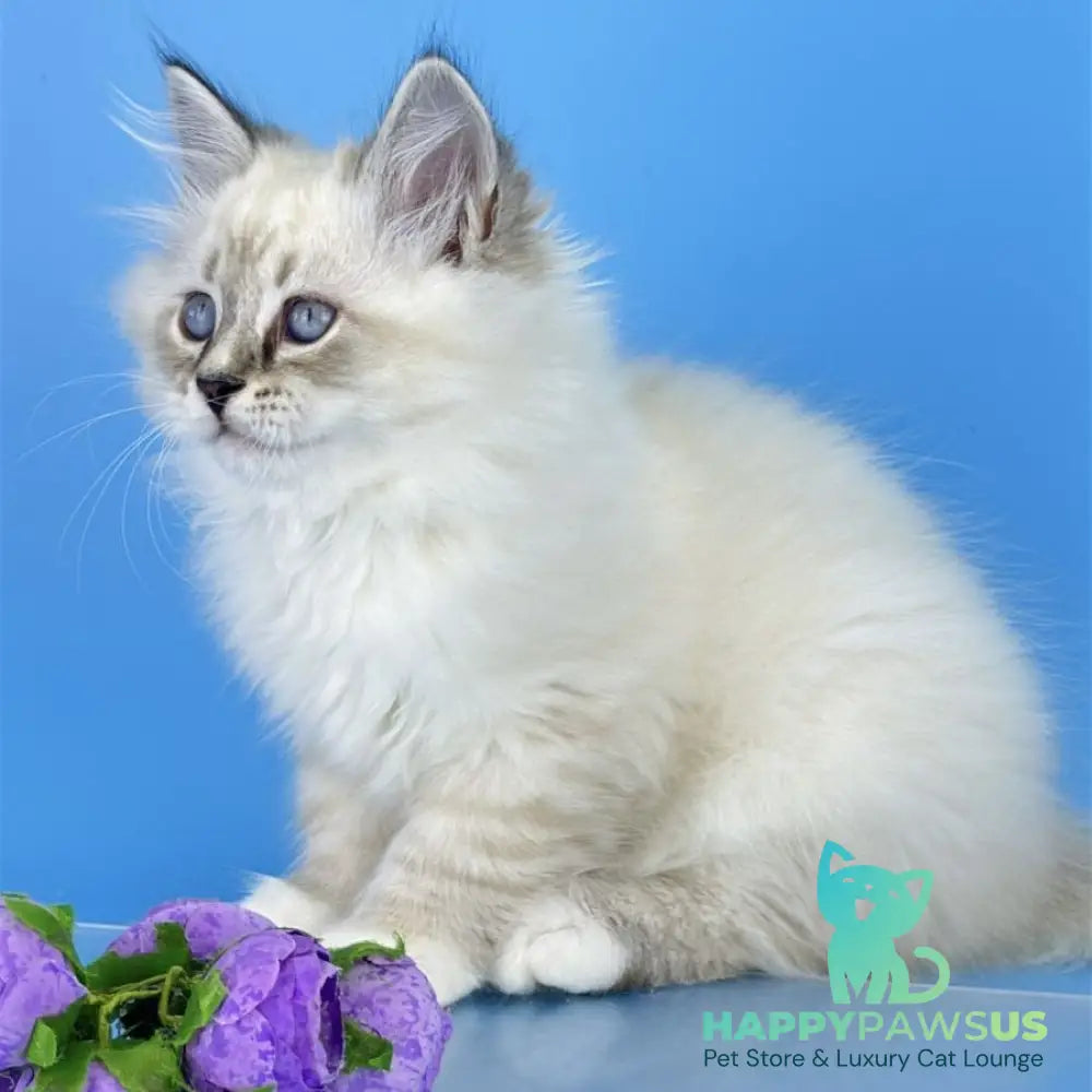 Aramis Siberian male seal tabby pointed with white - live animals